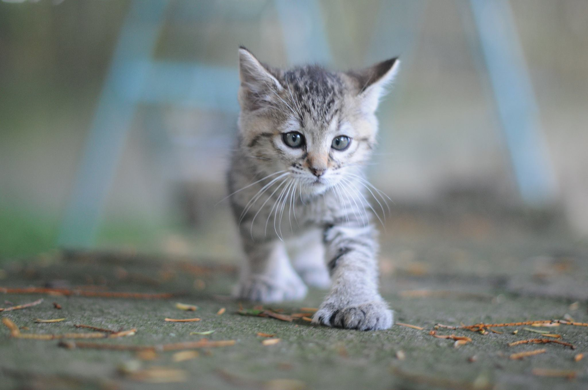 chat race pixie bob femelle France Suisse Belgique avis élevages éleveurs LOOF