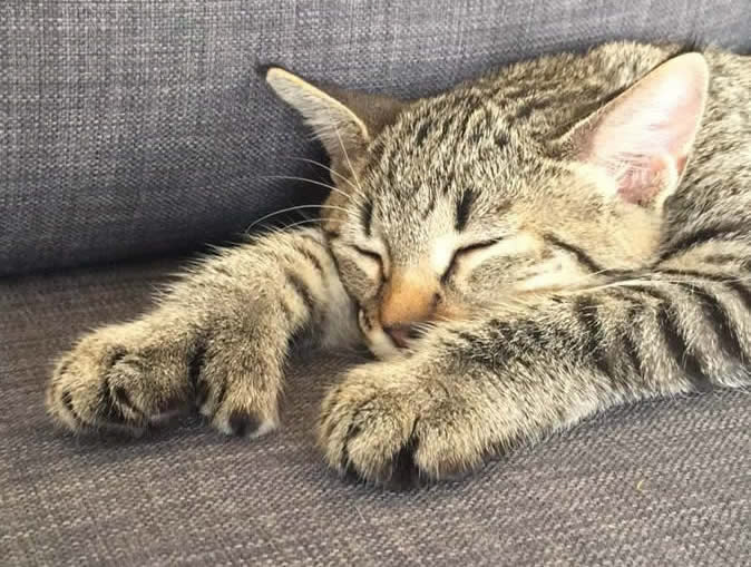 chat race pixiebob