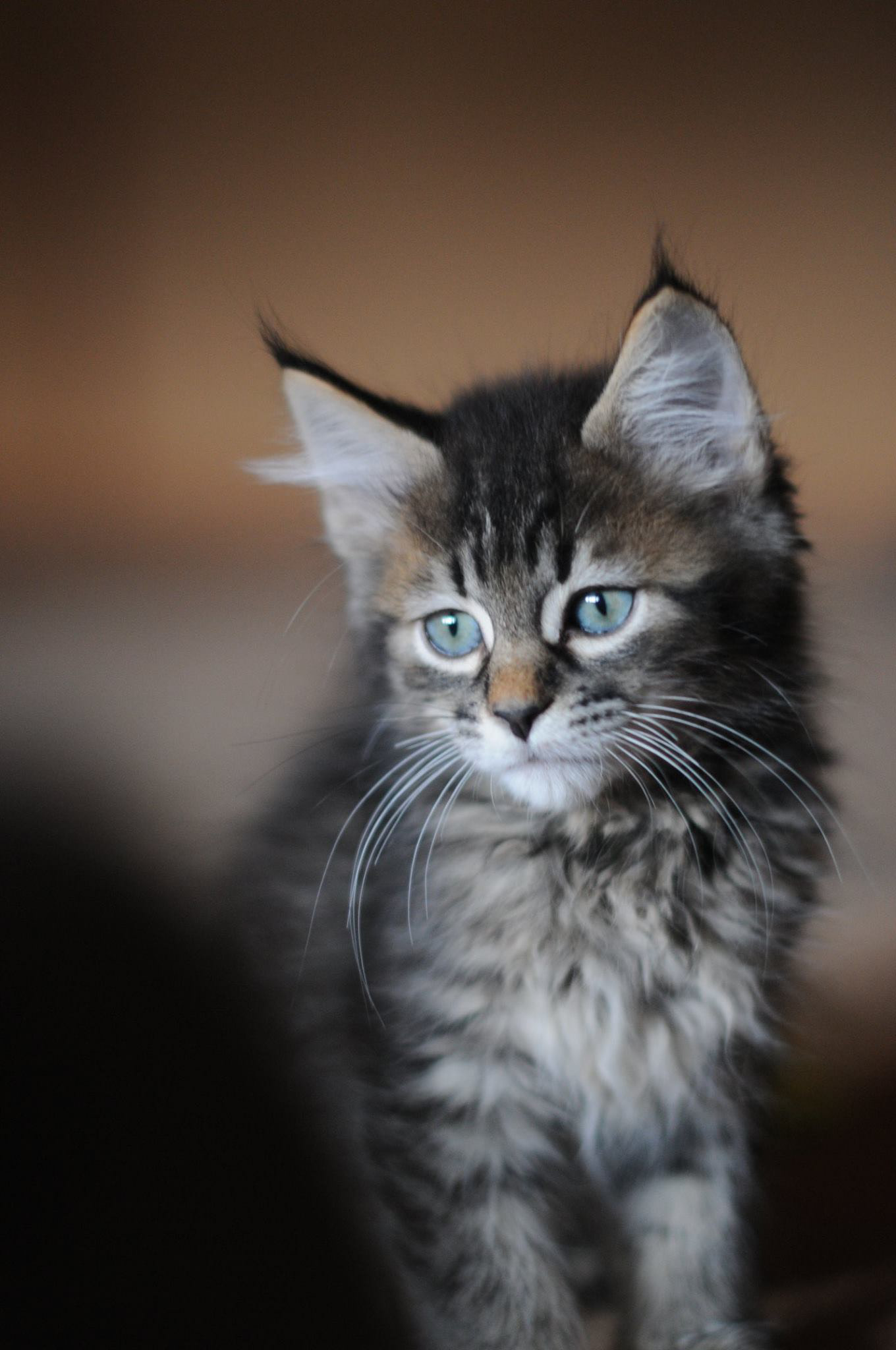 éleveur chats race pixiebobs pixie bobs elevages France Suisse Belgique chatons polydactyles mâle femelle pixiebob a vendre - poil long