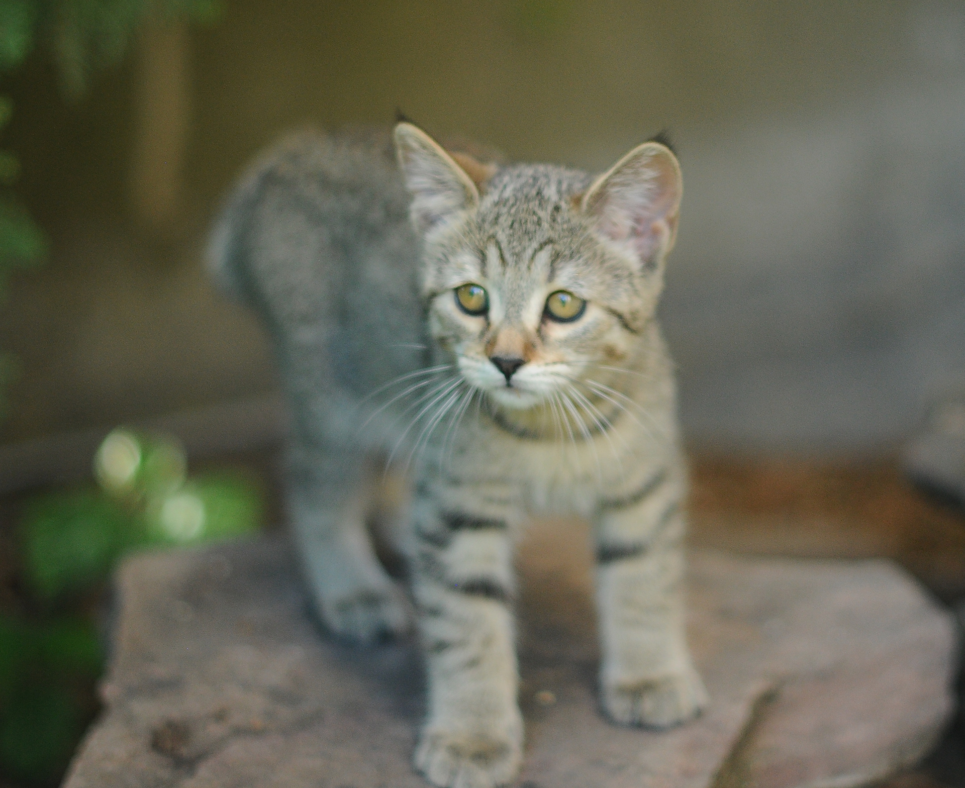 chat de race pixie-bob - chaton à vendre - chat au caractère gentil, les plus proches de l'homme, complice et doux