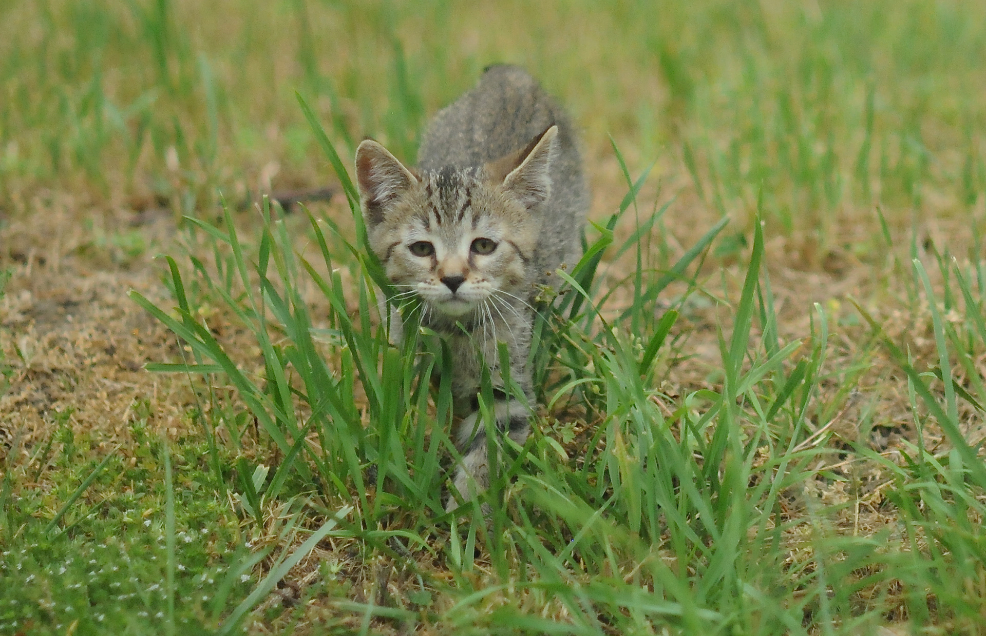 TOP show quality pixiebob kitten available for sale - Belgium - Suisse - France - Italia - UK