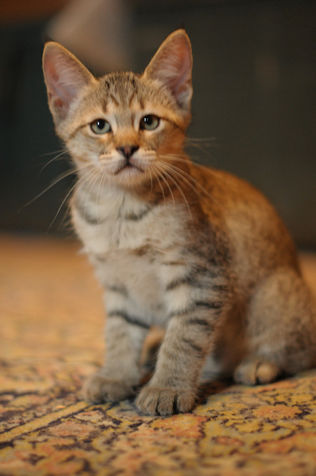 éleveur chats race pixiebobs pixie bobs elevages France Suisse Belgique chatons polydactyles mâle femelle pixiebob a vendre