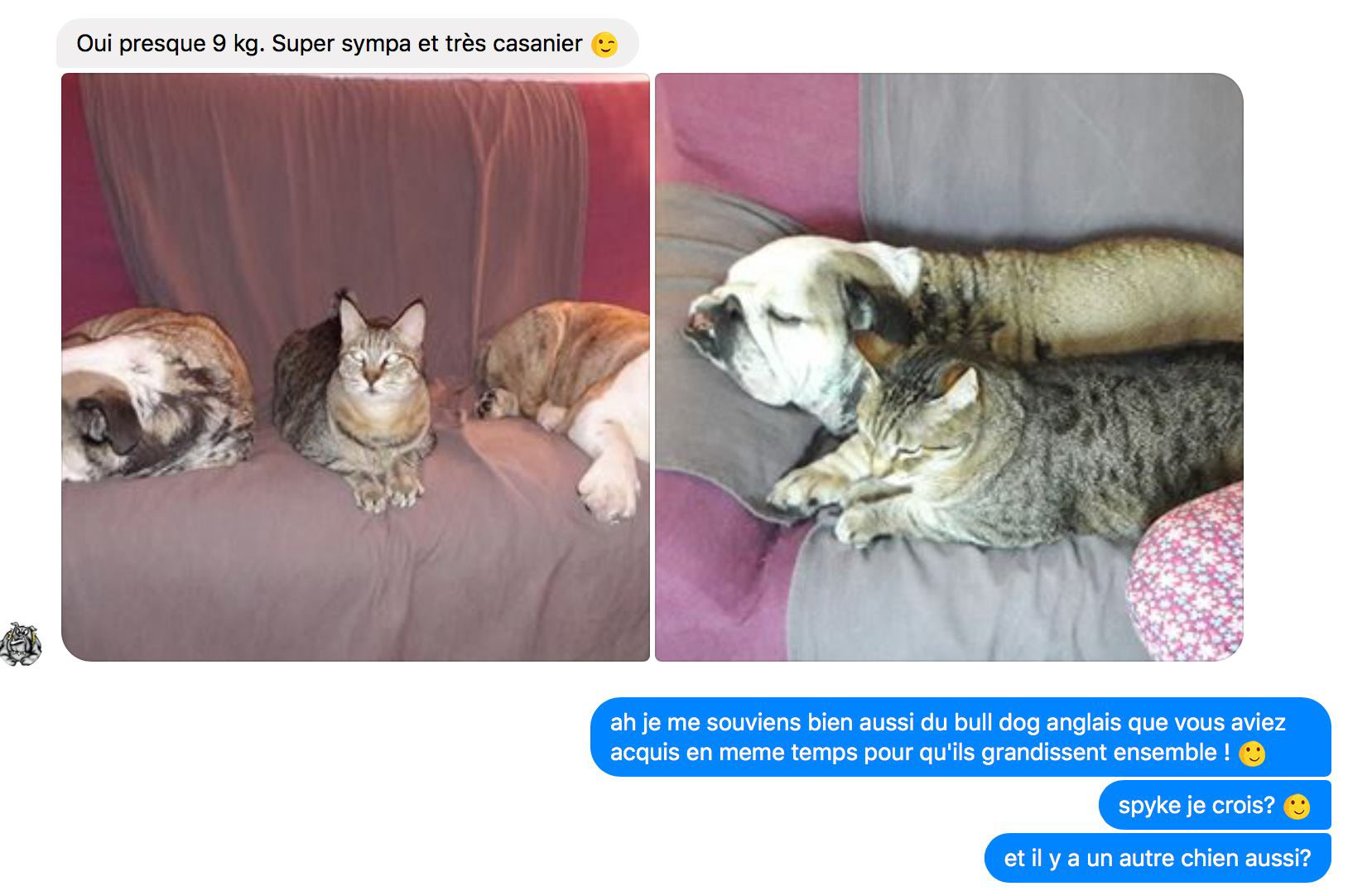 avis propriétaire élevage des pixie bobs du Farwest - avec chien