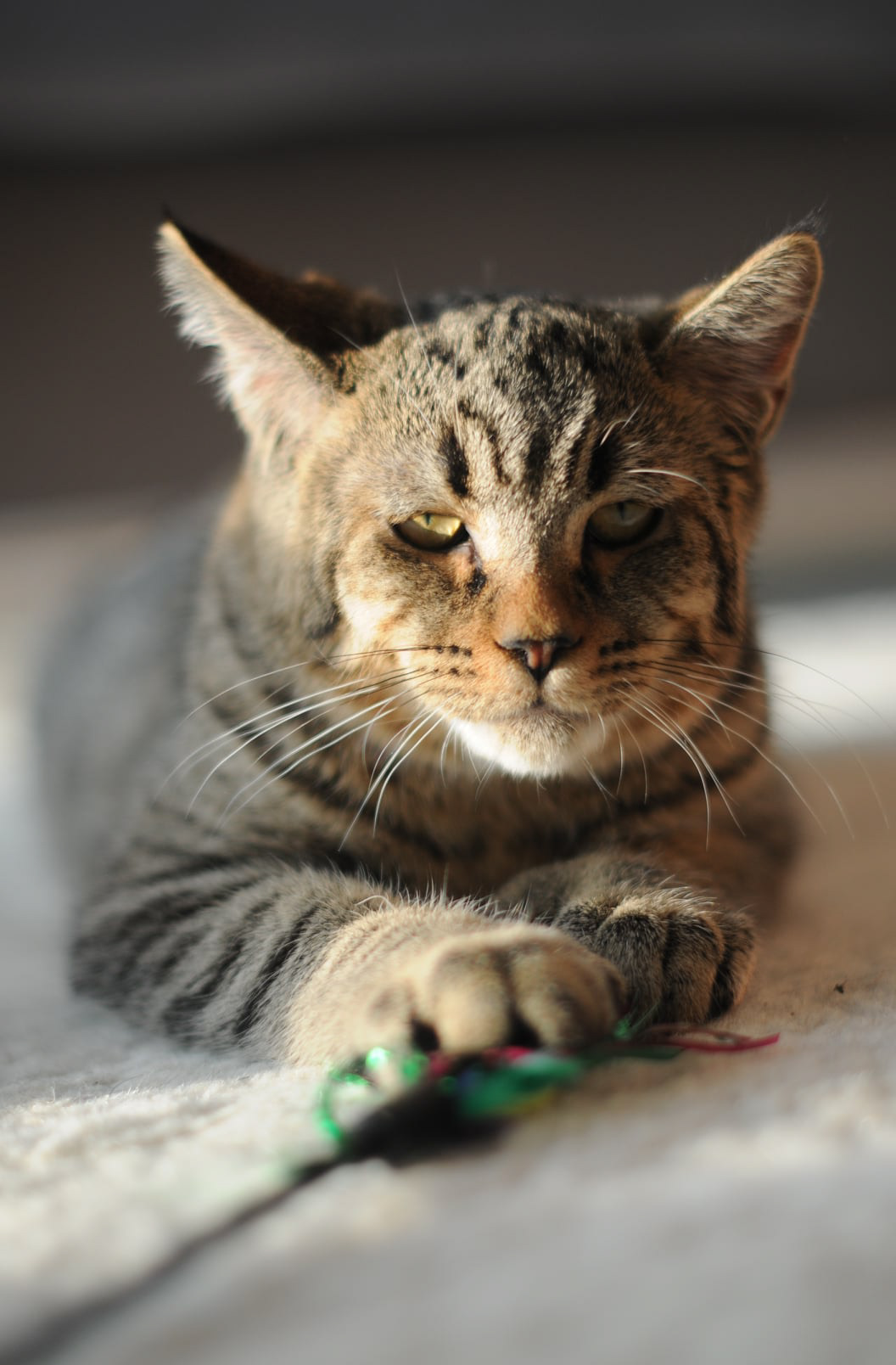 chat male pixie-bob - pixiebob polydactyle - étalon LOOF
