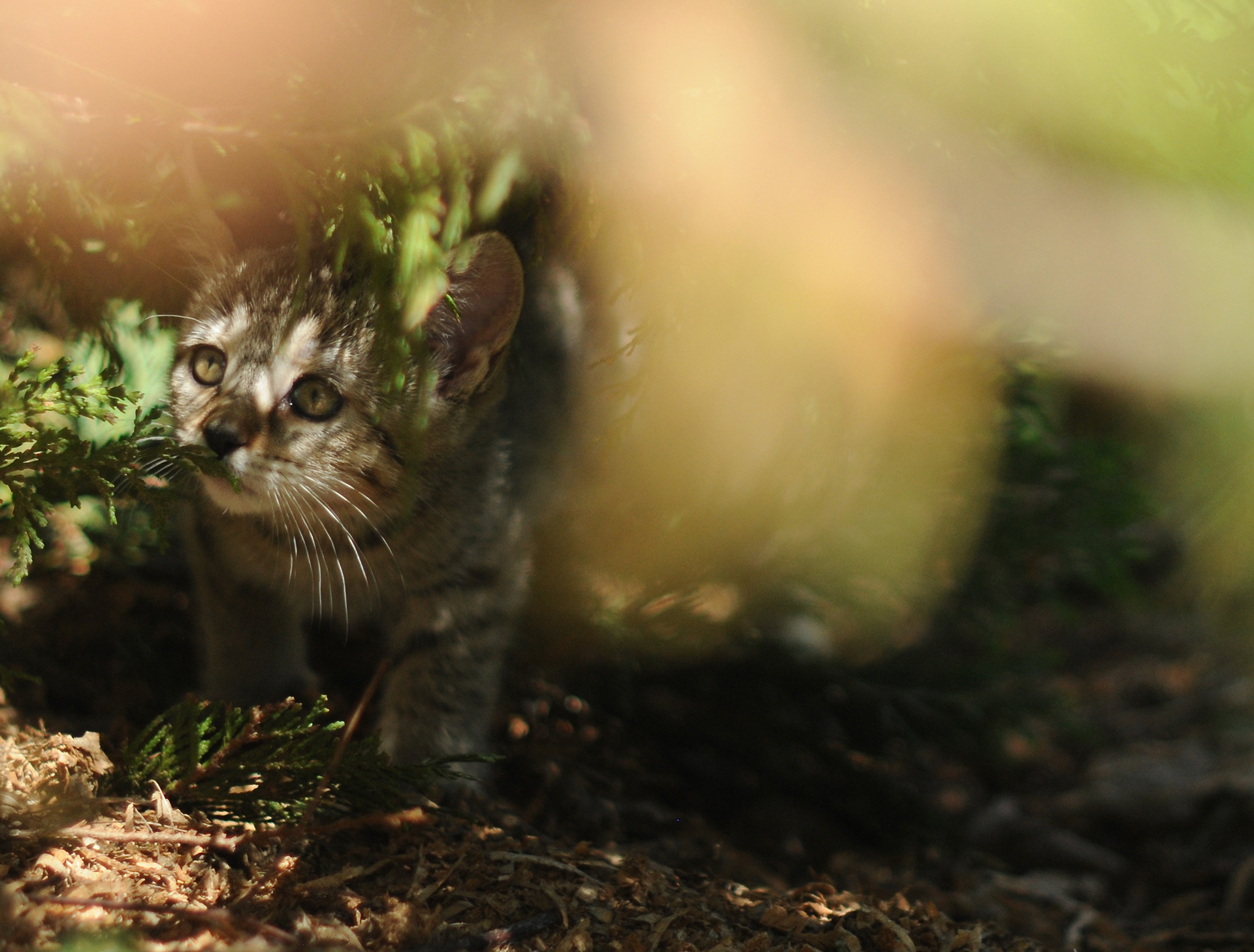 TOP show quality pixiebob kitten available for sale - Belgium - Suisse - France - Italia - UK