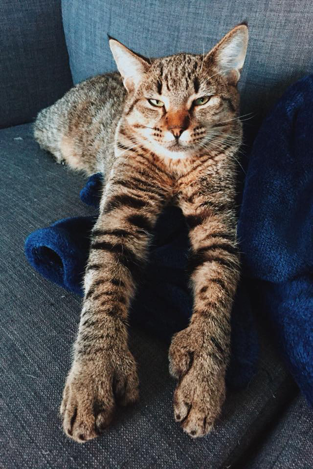chat pixie bob male polydactyle
