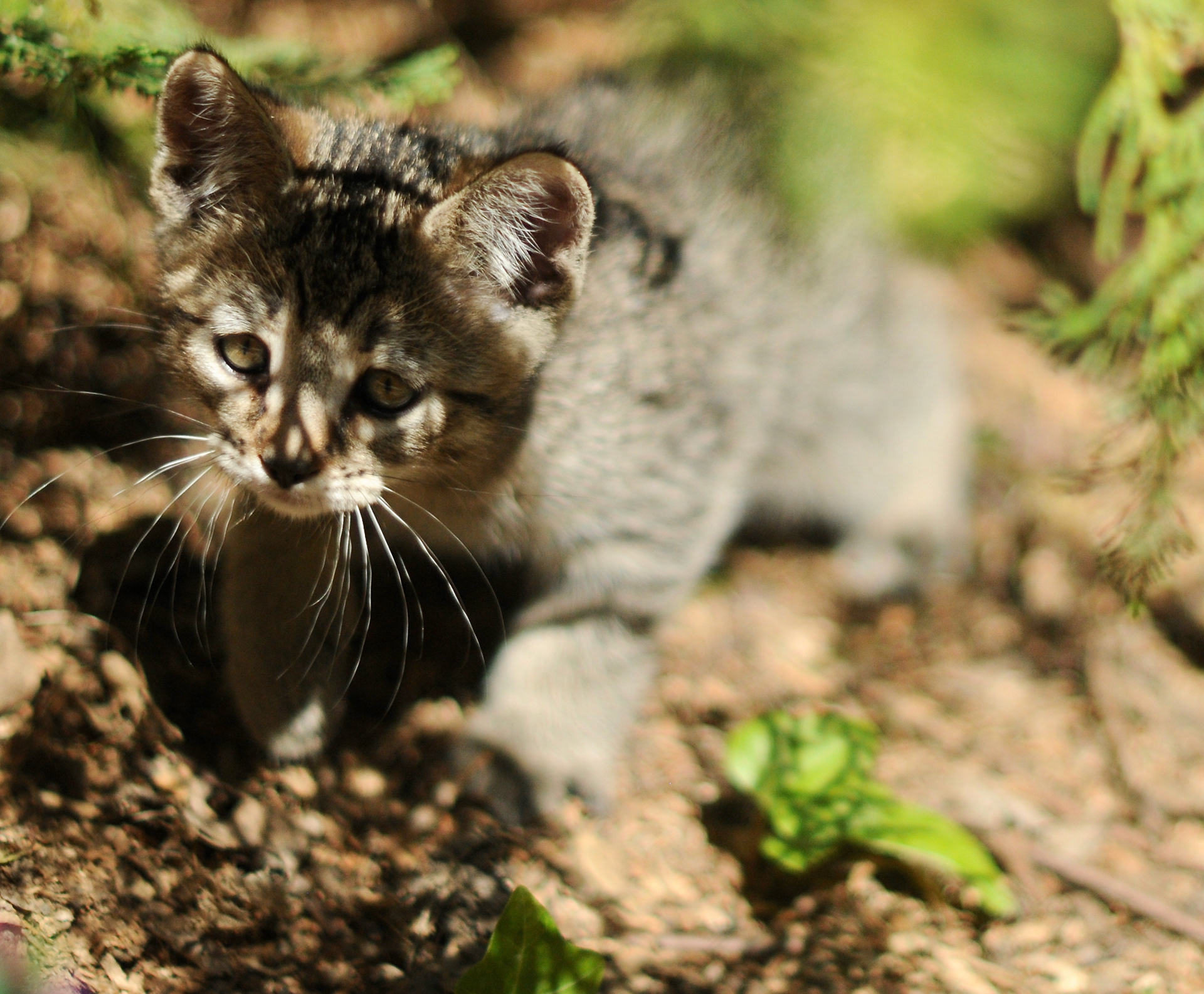 TOP show quality pixiebob kitten available for sale - Belgium - Suisse - France - Italia - UK