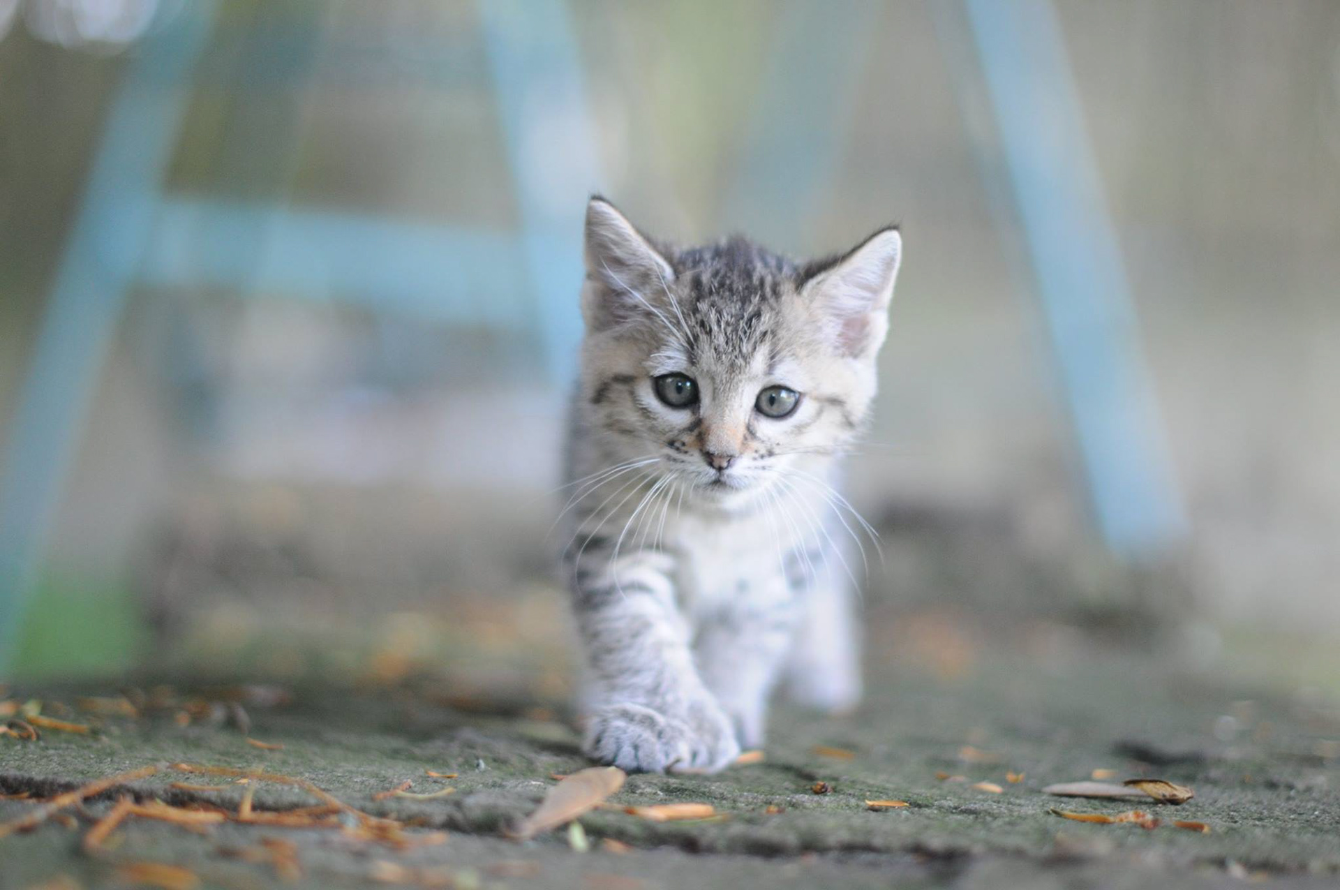 éleveur chats race pixiebobs pixie bobs elevages France Suisse Belgique chatons polydactyles mâle femelle pixiebob a vendre - poil long