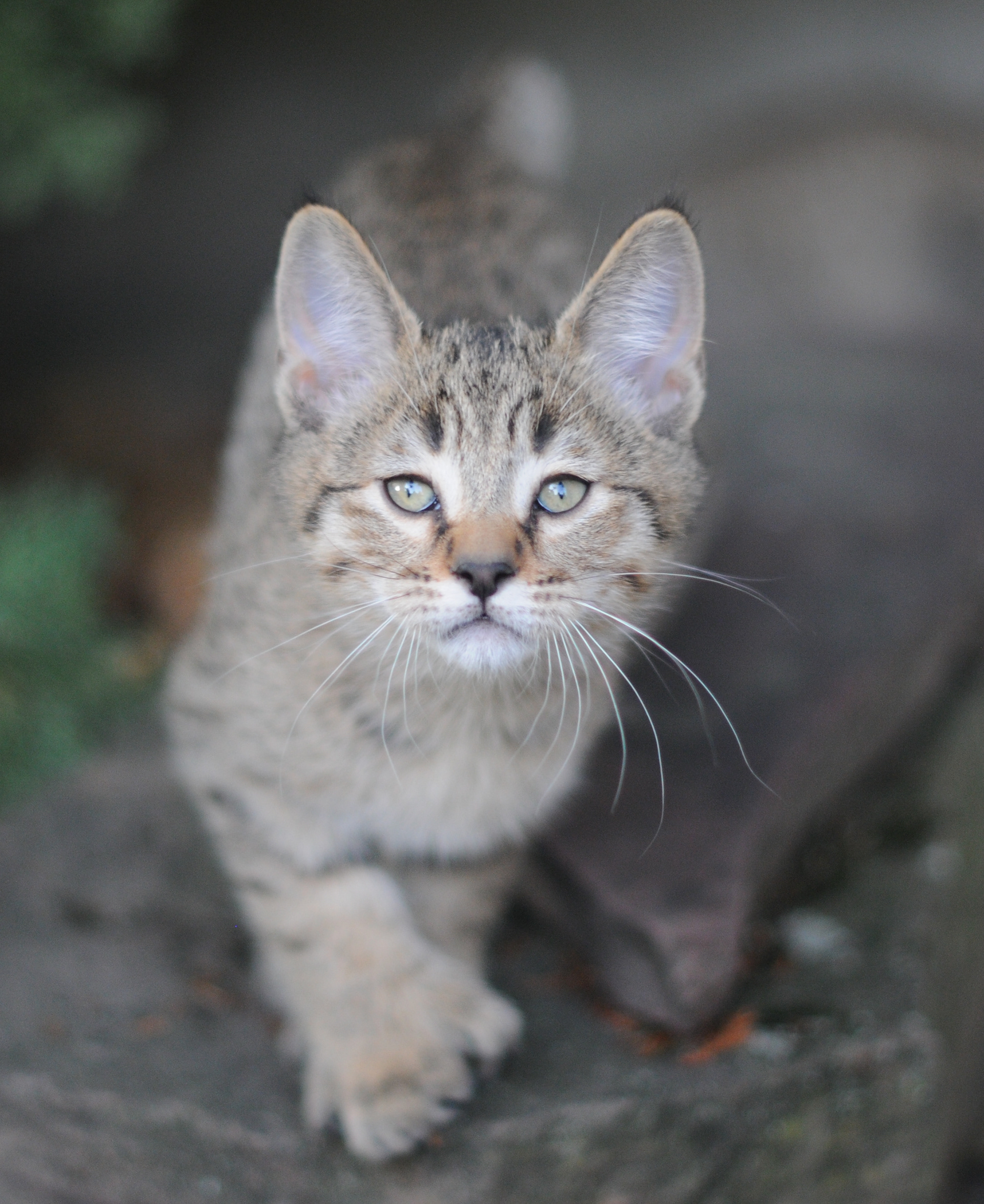 chaton male polydactyle a vendre look de bobcat