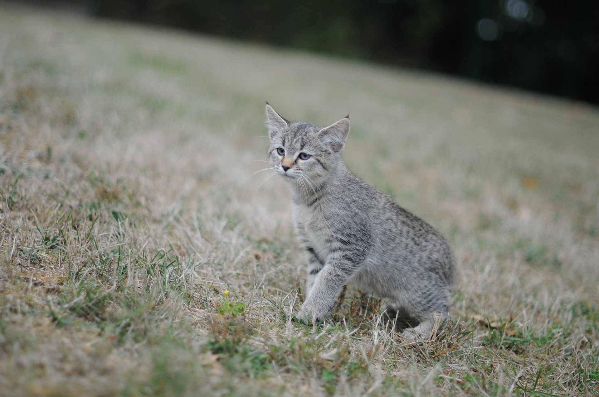 chaton pixiebob à vendre pixie-bob LOOF