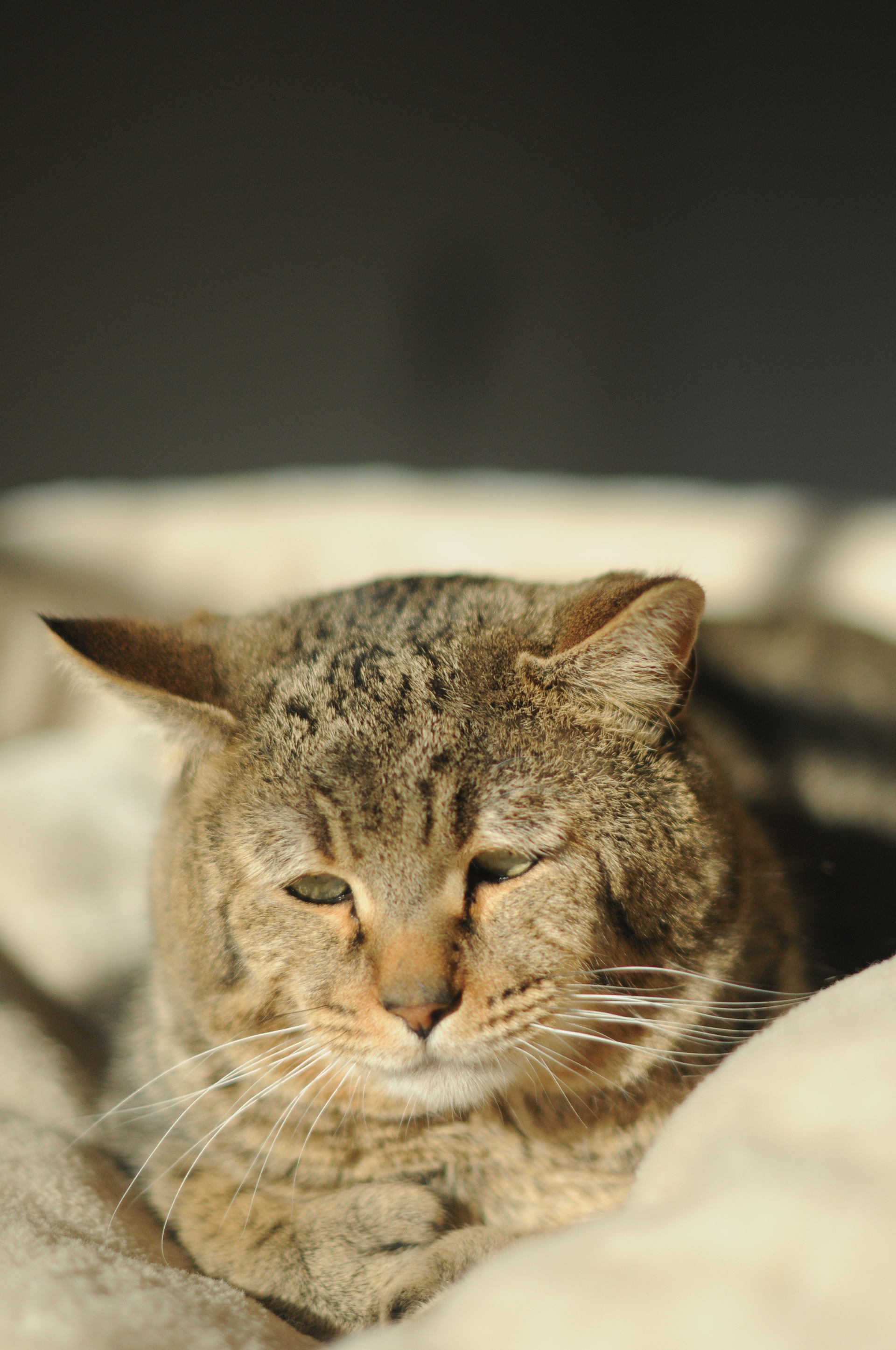 chat de race pixie bob etalon male LOOF chatons pixiebobs a vendre