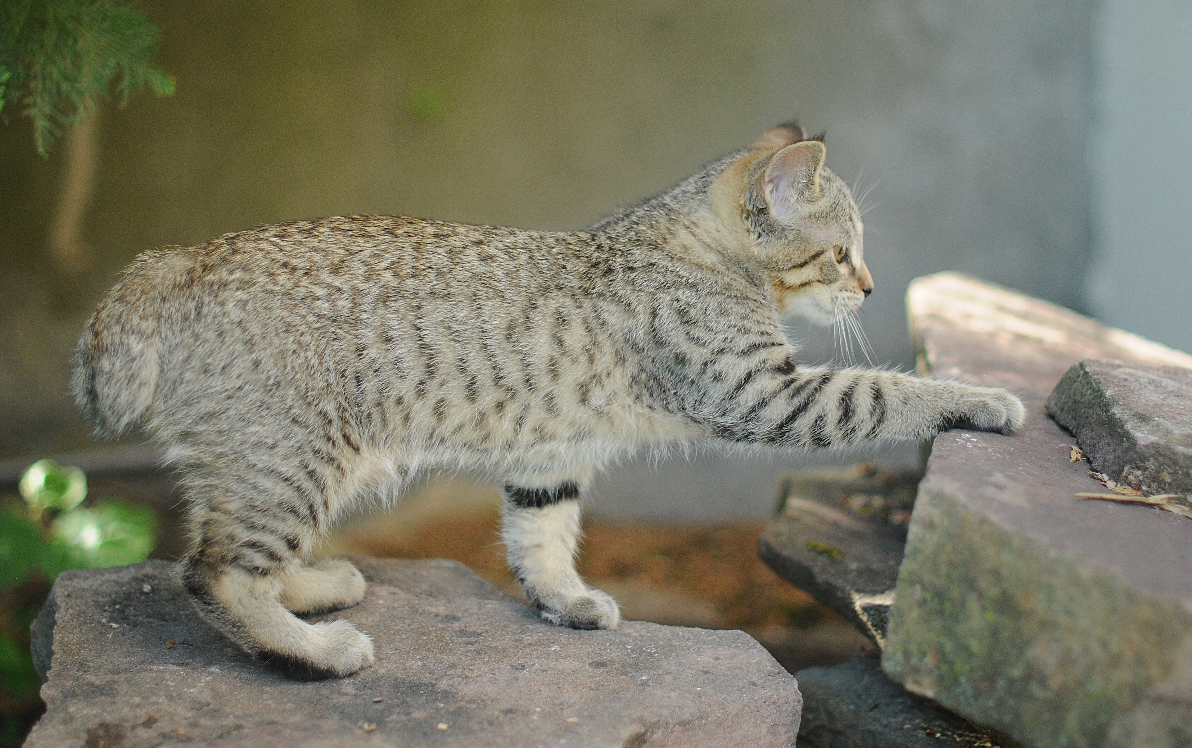 chat de race pixie-bob - chaton à vendre - chat au caractère gentil, les plus proches de l'homme, complice et doux