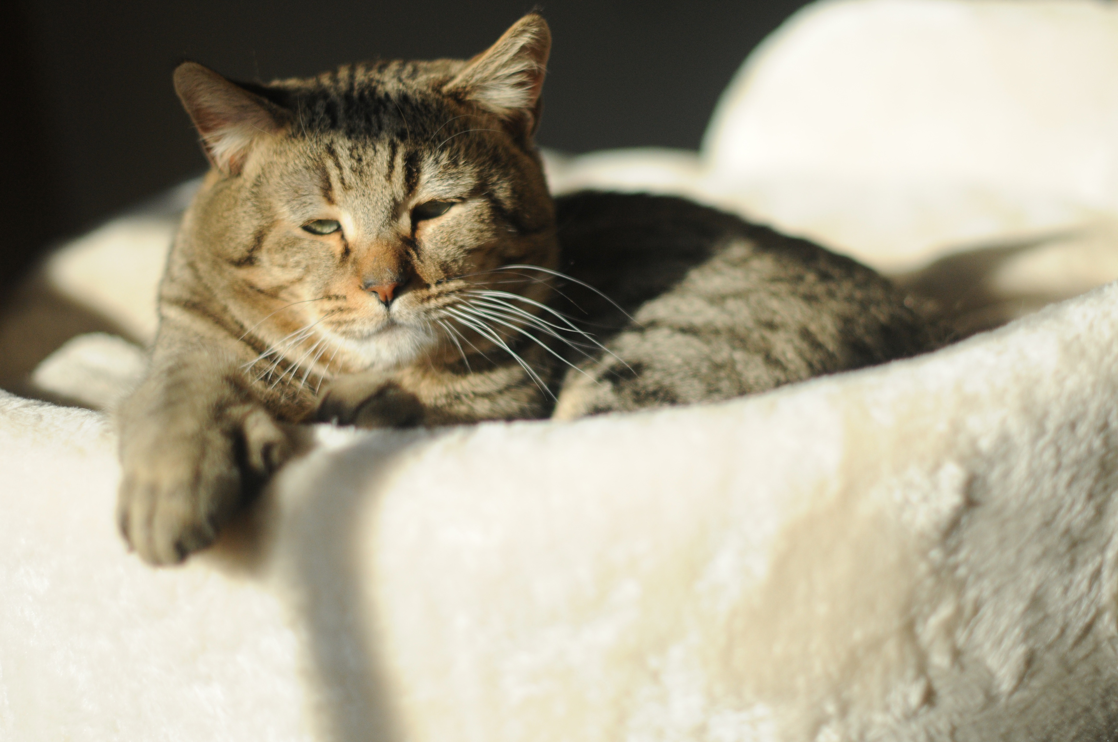 chat de race pixie bob etalon male LOOF chatons pixiebobs a vendre