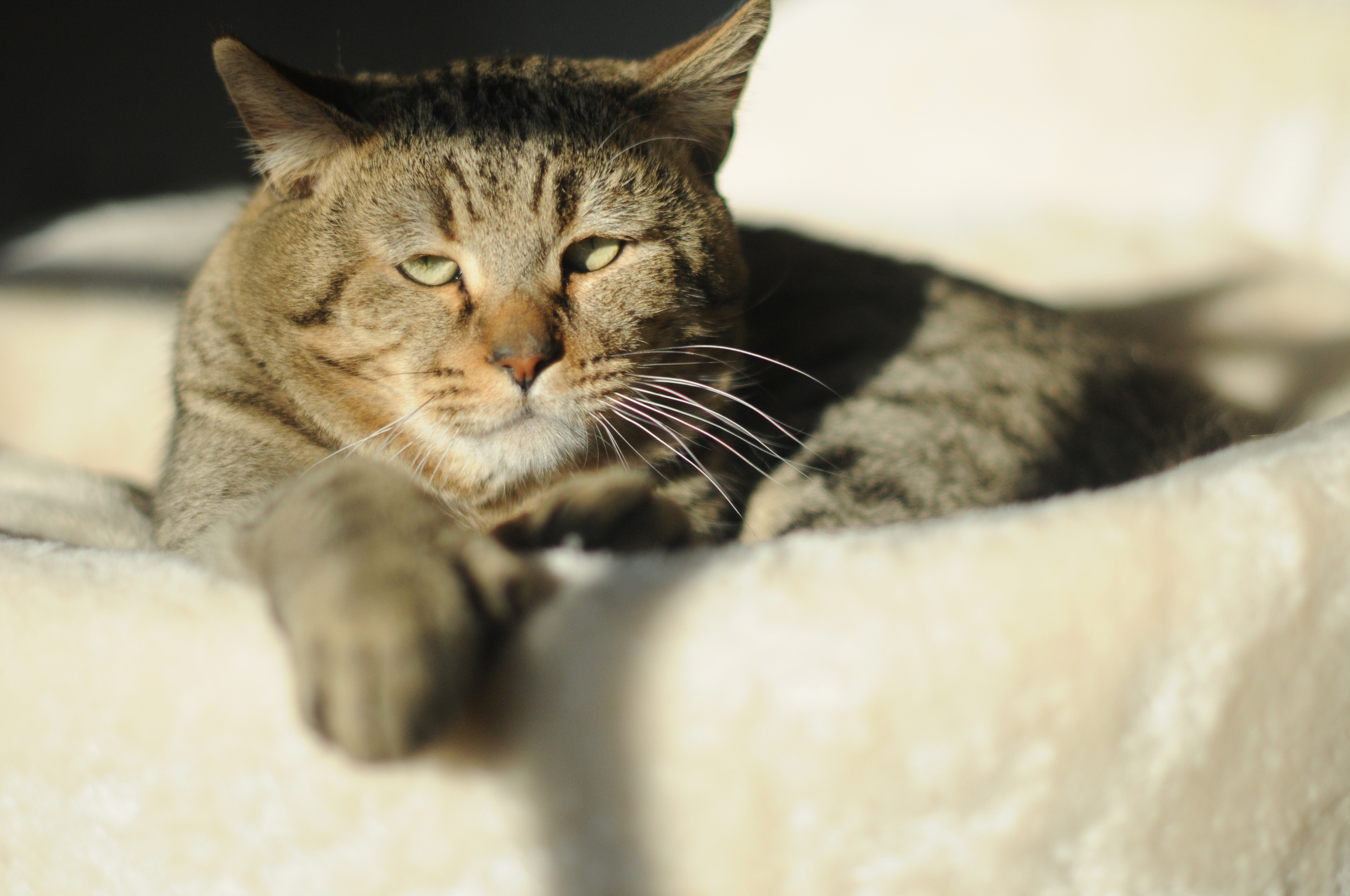 chat de race pixie bob etalon male LOOF chatons pixiebobs a vendre