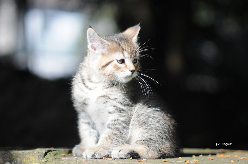 éleveur chats race pixiebobs pixie bobs elevages France Suisse Belgique chatons polydactyles mâle femelle pixiebob a vendre - poil long