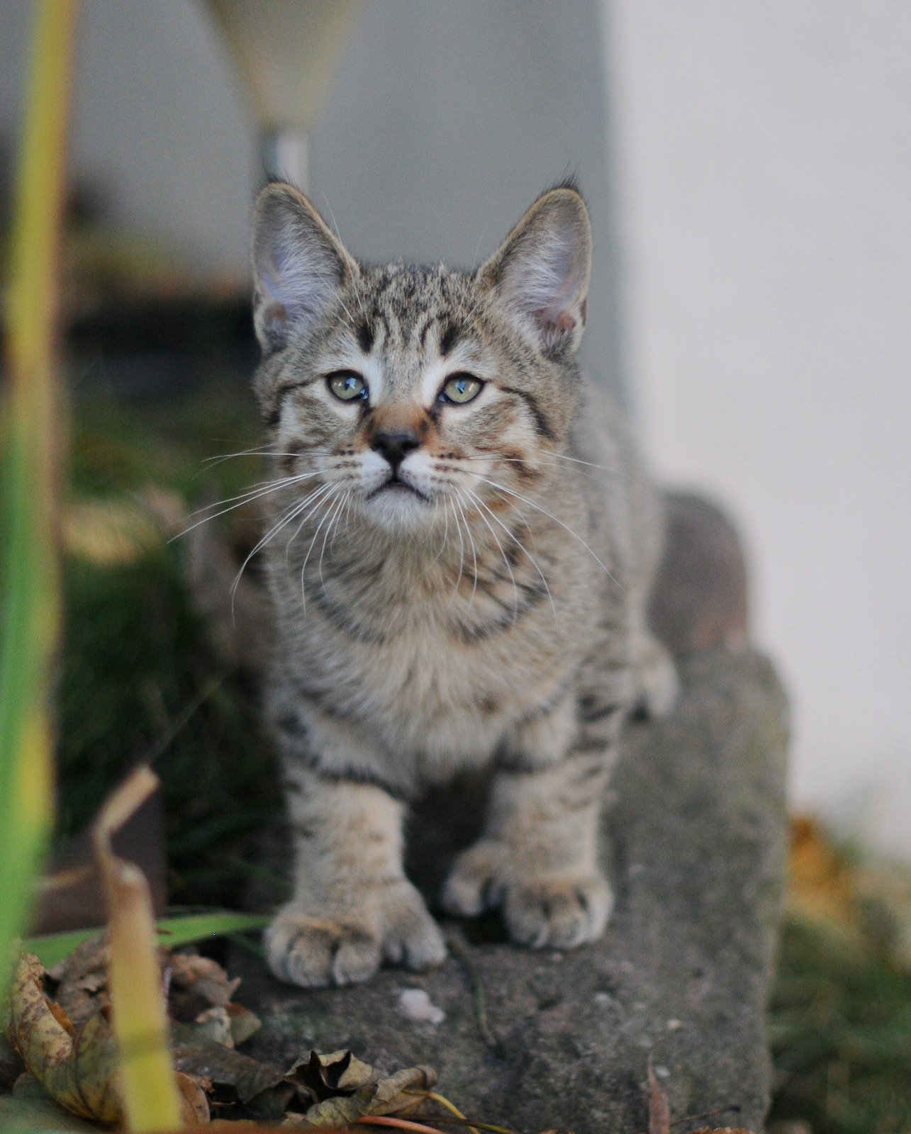 chaton pixiebob à vendre pixie-bob LOOF