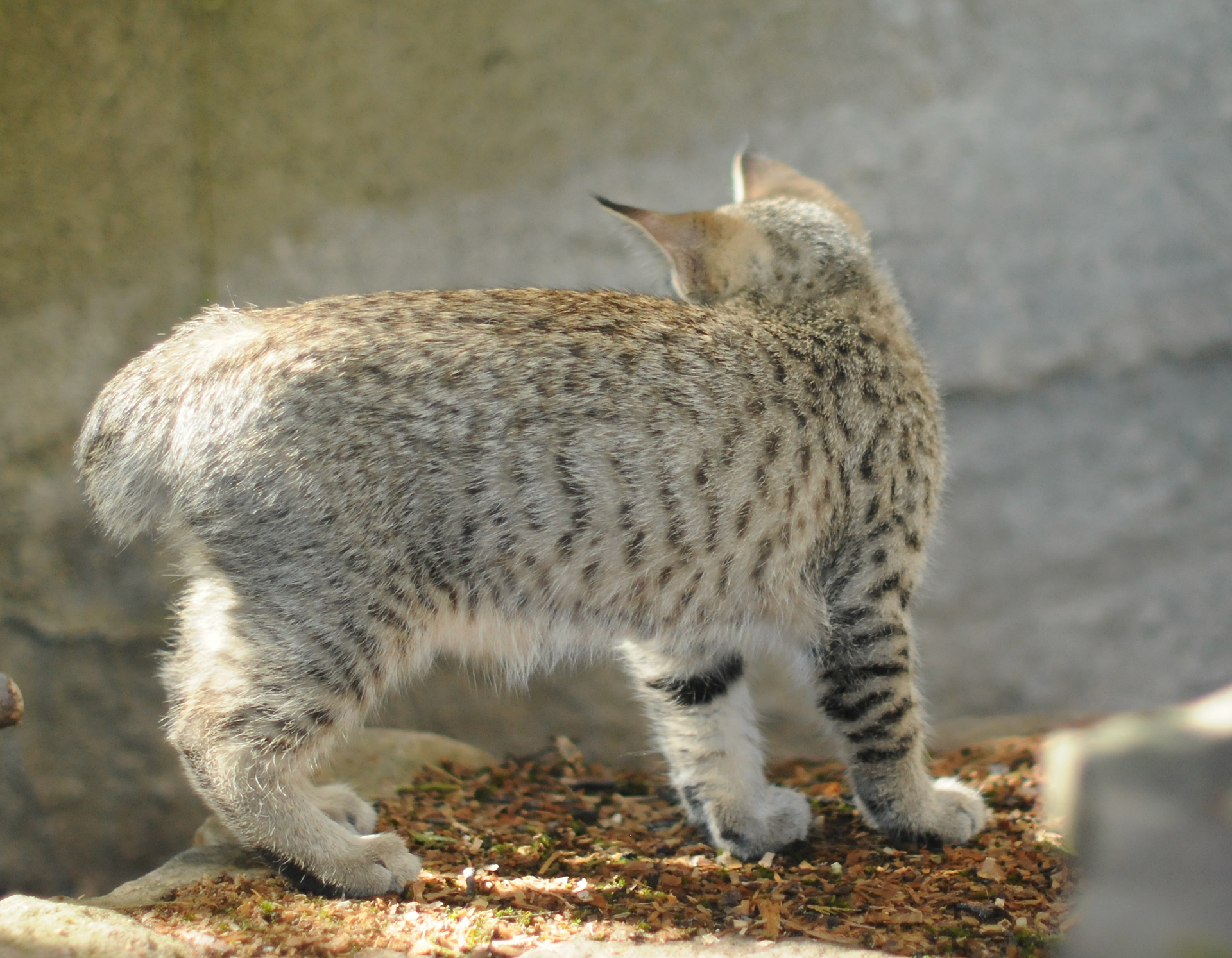 chat de race pixie-bob - chaton à vendre - chat au caractère gentil, les plus proches de l'homme, complice et doux
