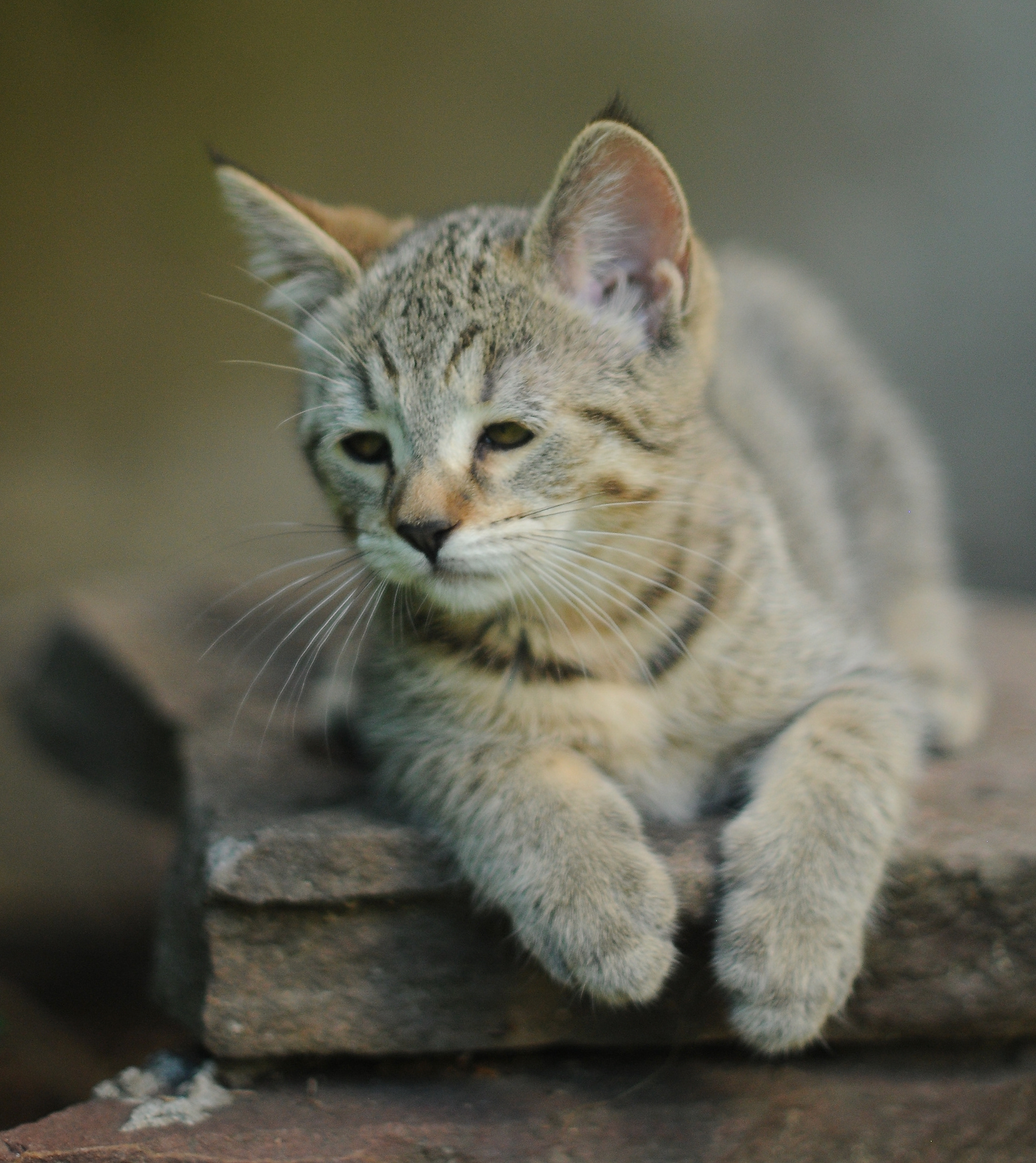 chat de race pixie-bob - chaton à vendre - chat au caractère gentil, les plus proches de l'homme, complice et doux