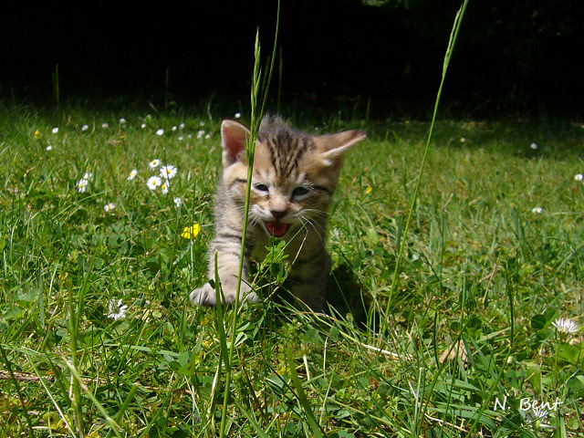 éleveur chats race pixiebobs pixie bobs elevages France Suisse Belgique chatons polydactyles mâle femelle pixiebob a vendre