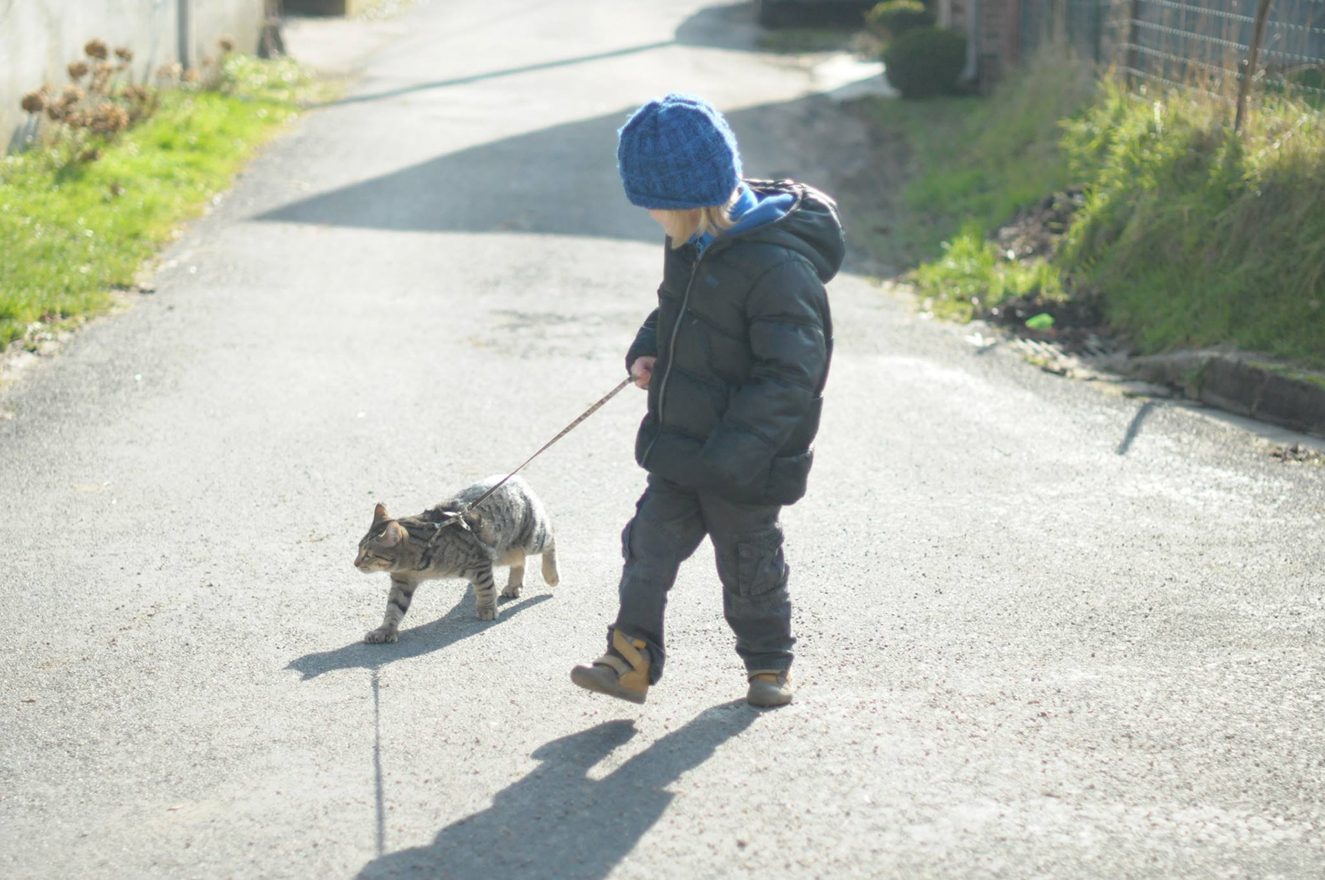 chat chien race recommandée pour les enfants