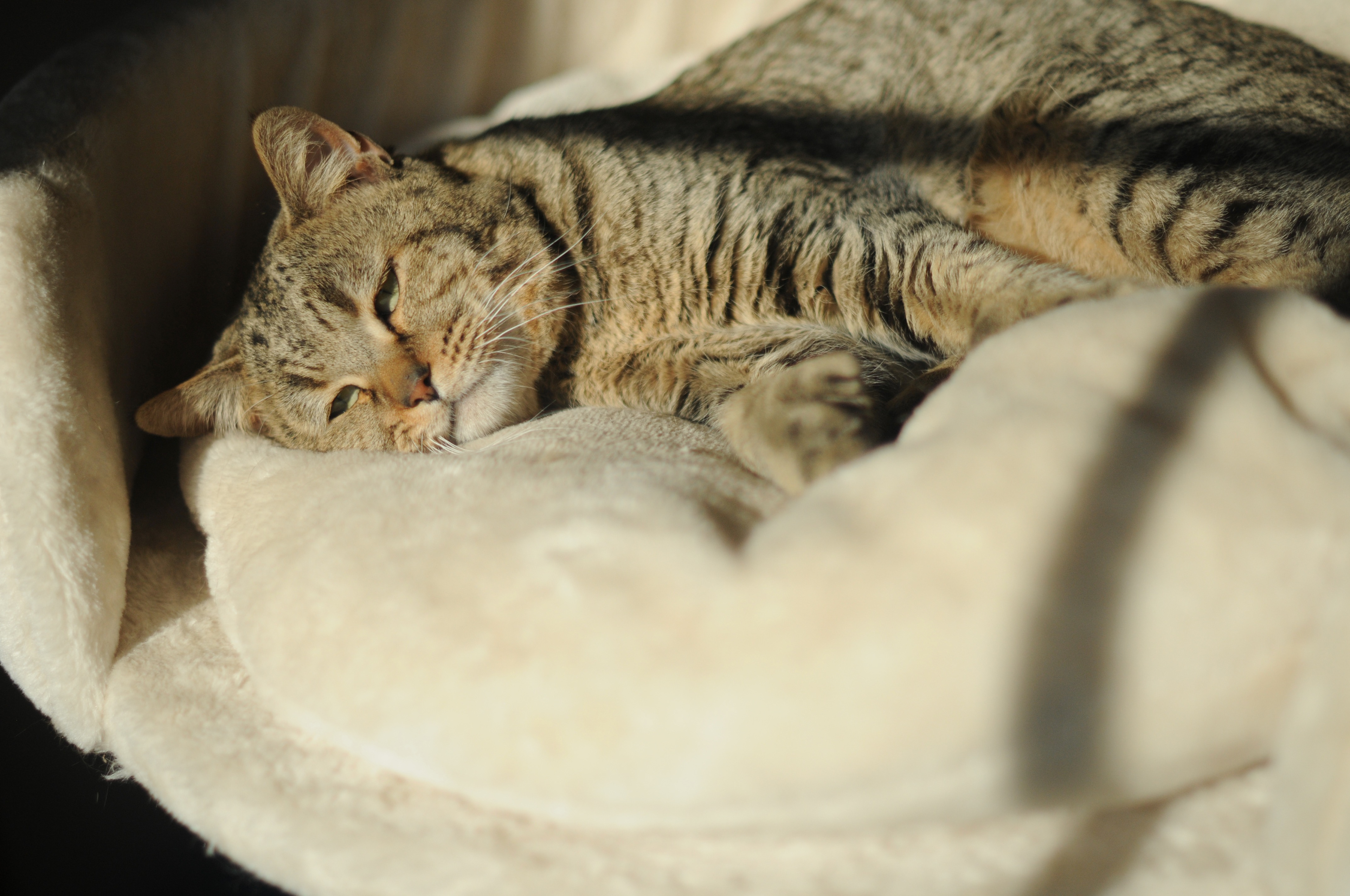 chat de race pixie bob etalon male LOOF chatons pixiebobs a vendre