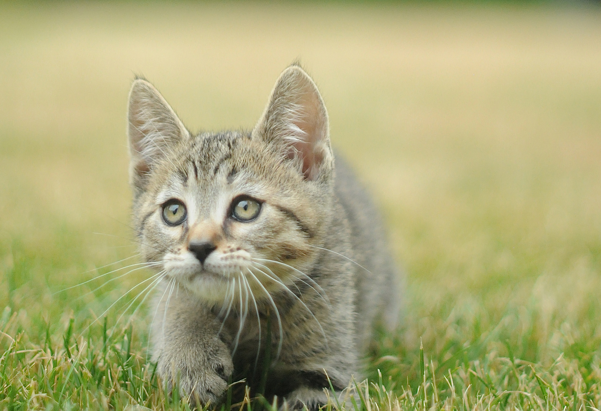 TOP show quality pixiebob kitten available for sale - Belgium - Suisse - France - Italia - UK