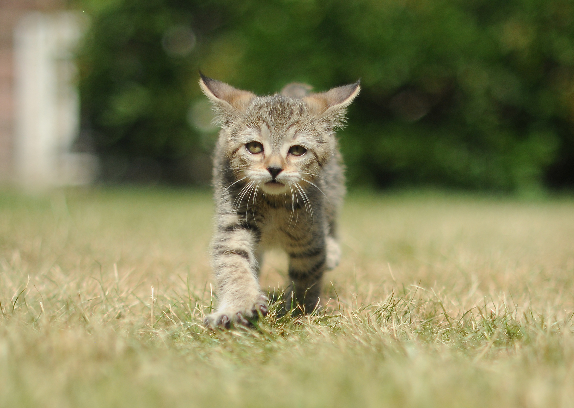 chats de race comme un chien facile avec enfants - chat de race pixie-bob - chaton à vendre - chat au caractère gentil, les plus proches de l'homme, complice et doux