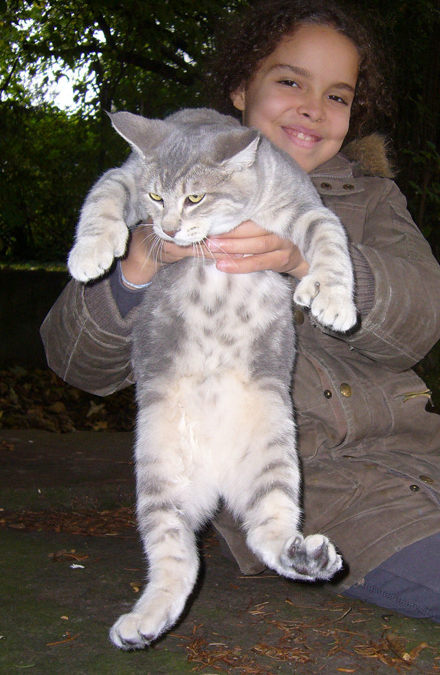 éleveur chats race pixiebobs pixie bobs elevages France Suisse Belgique chatons polydactyles mâle femelle pixiebob a vendre