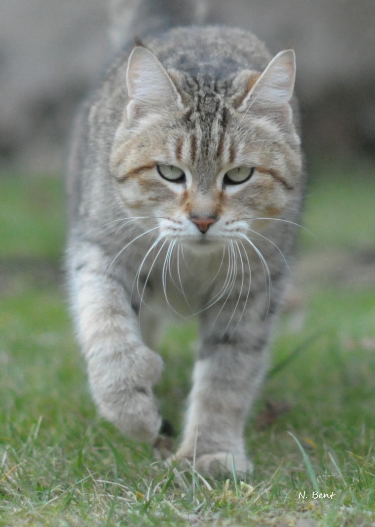 éleveur chats race pixiebobs pixie bobs elevages France Suisse Belgique chatons polydactyles mâle femelle pixiebob a vendre