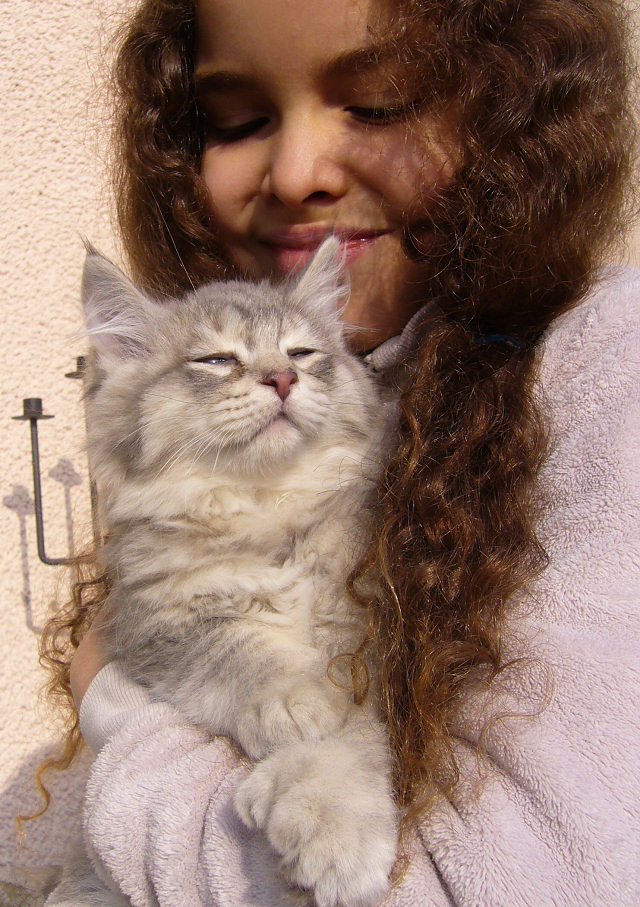 éleveur chats race pixiebobs pixie bobs elevages France Suisse Belgique chatons polydactyles mâle femelle pixiebob a vendre