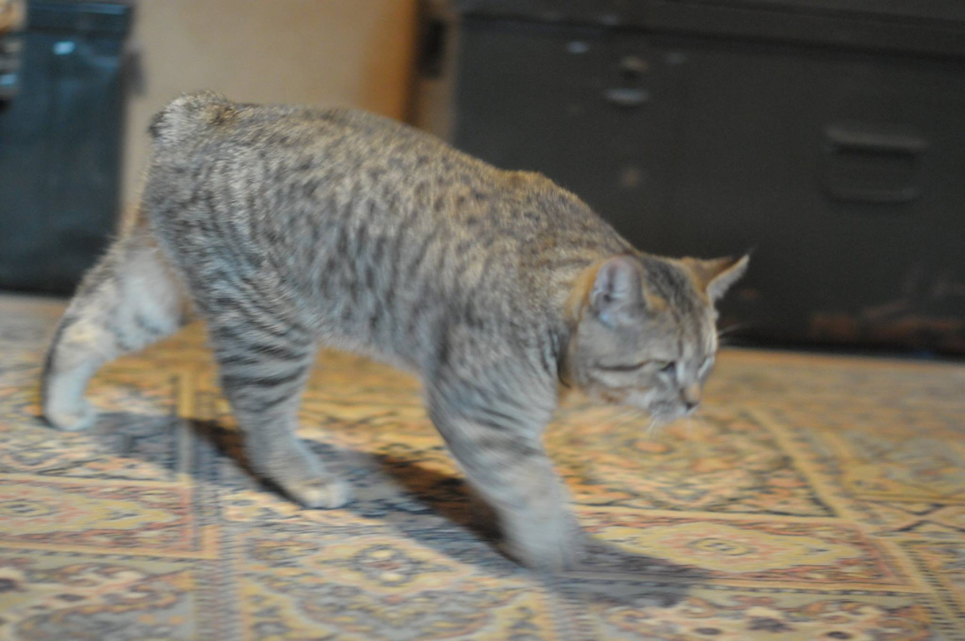 éleveur chats race pixiebobs pixie bobs elevages France Suisse Belgique chatons polydactyles mâle femelle pixiebob a vendre