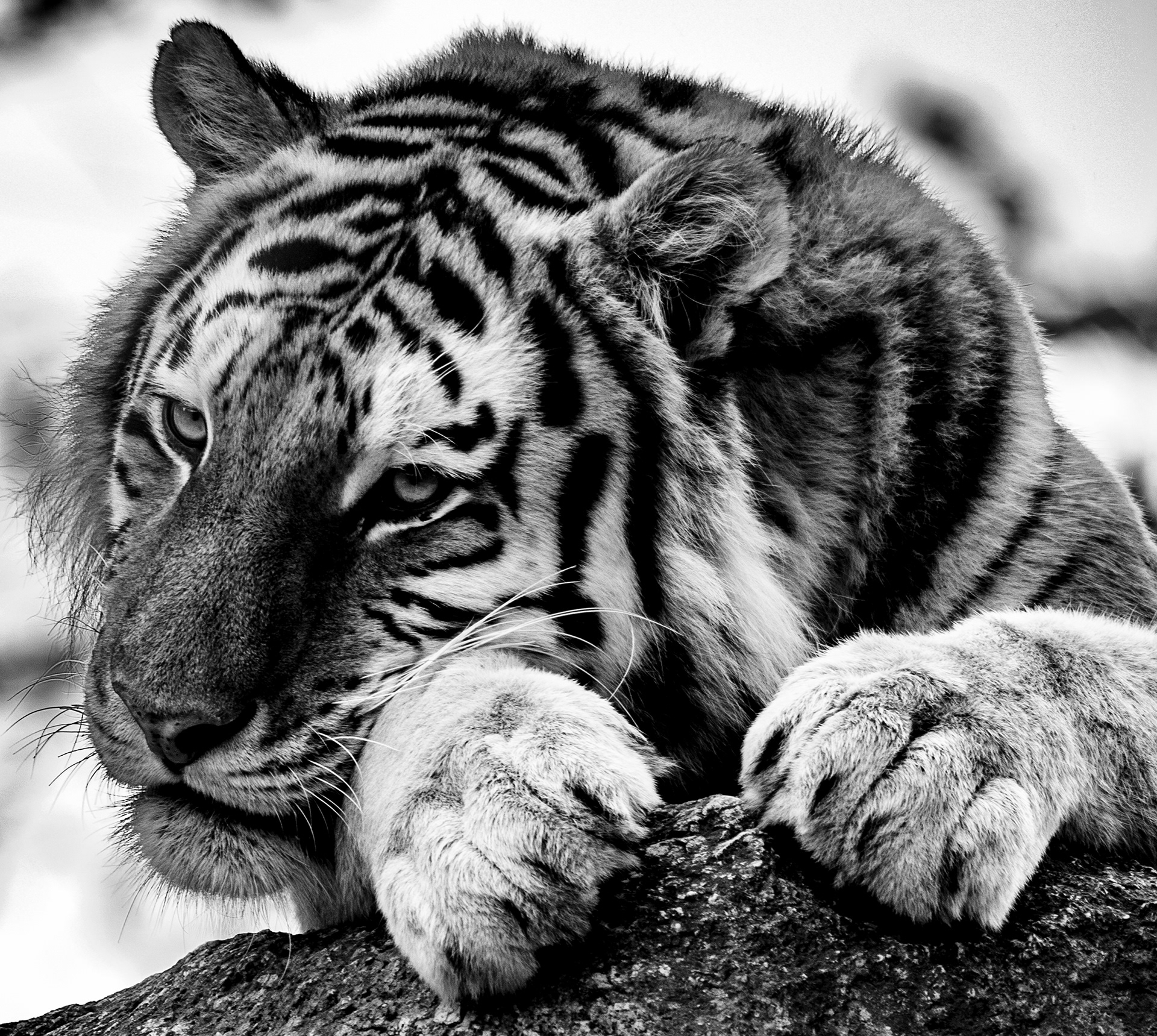 Steve Akehurst Dartmoor Zoo