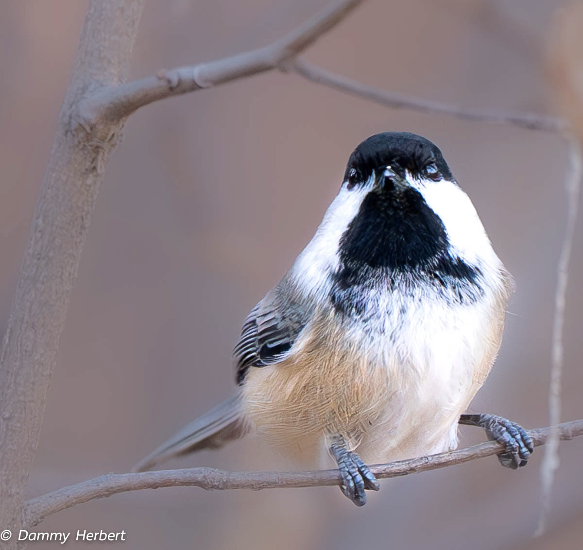 Chickadee 
