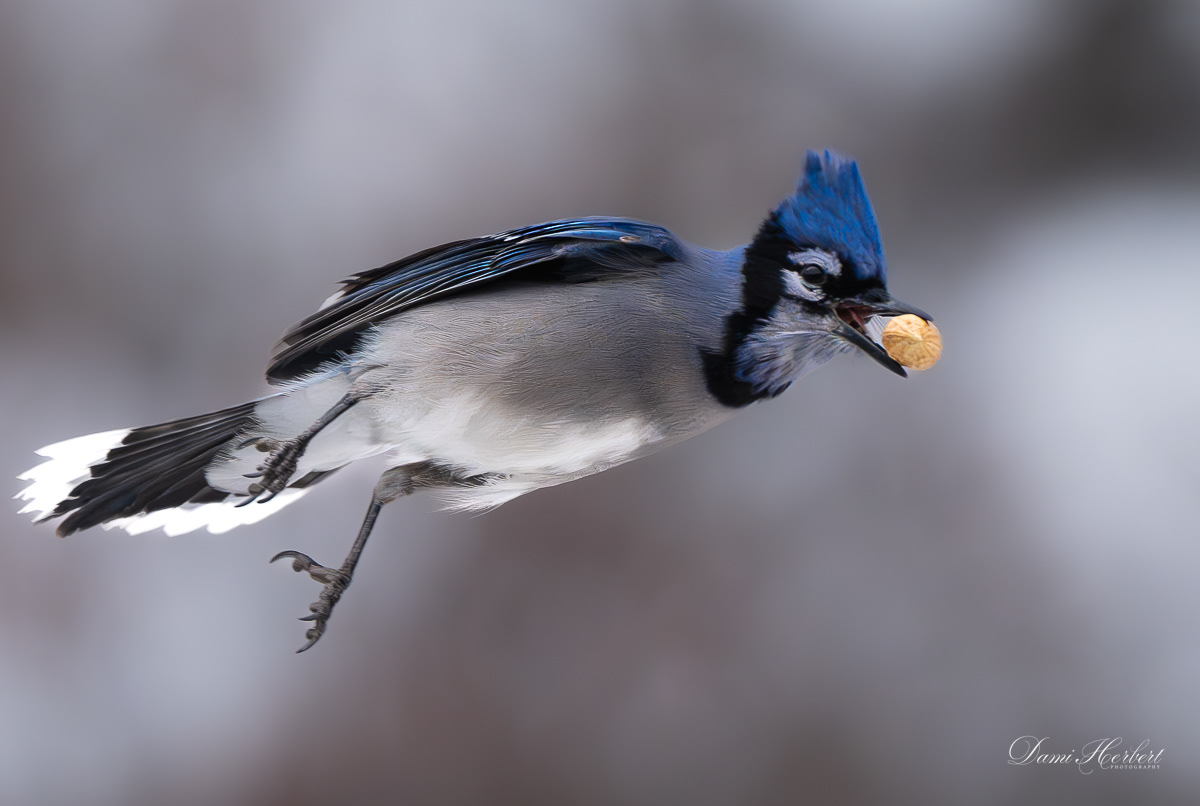 Blue Jay