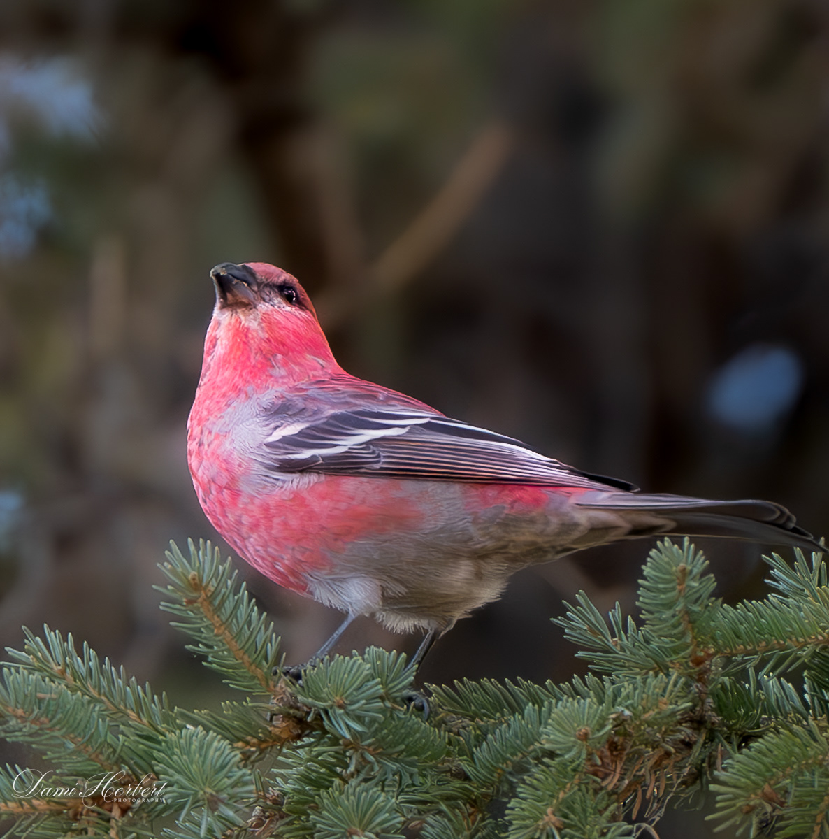 Pine Groosbeak