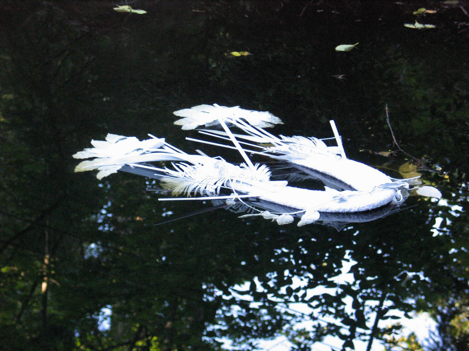 Ponder –Yang