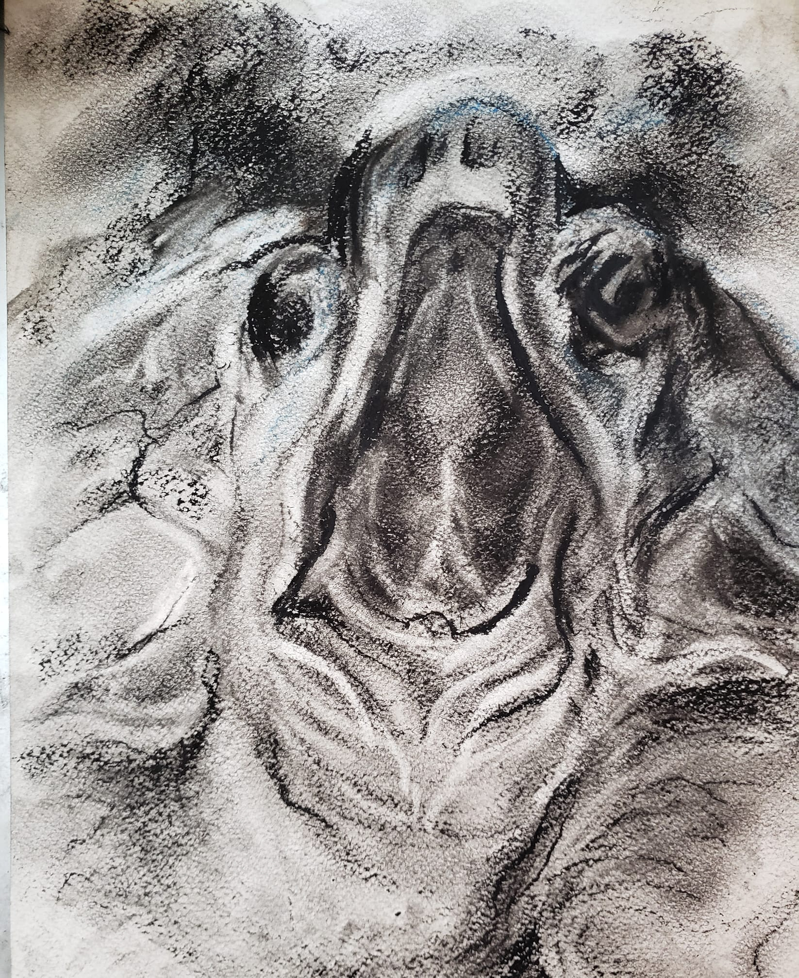 Last sea turtle cry_4 December 2019