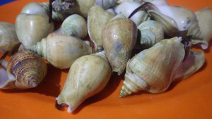 Gonggong Shells