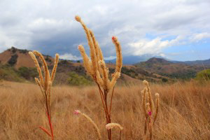 The surrounding view at Bukit Cinta