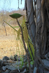 The part of food offering placed on a Misbah