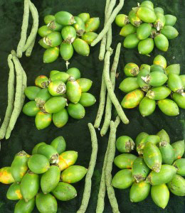 Betel nut and vine