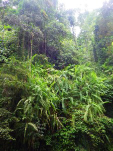 The green jungle