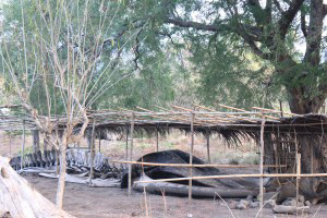 Another Blue Whale Skeleton along our way back