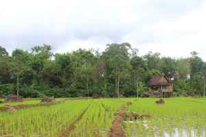 Archaeological site