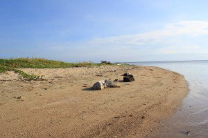 Sanrobengi Island