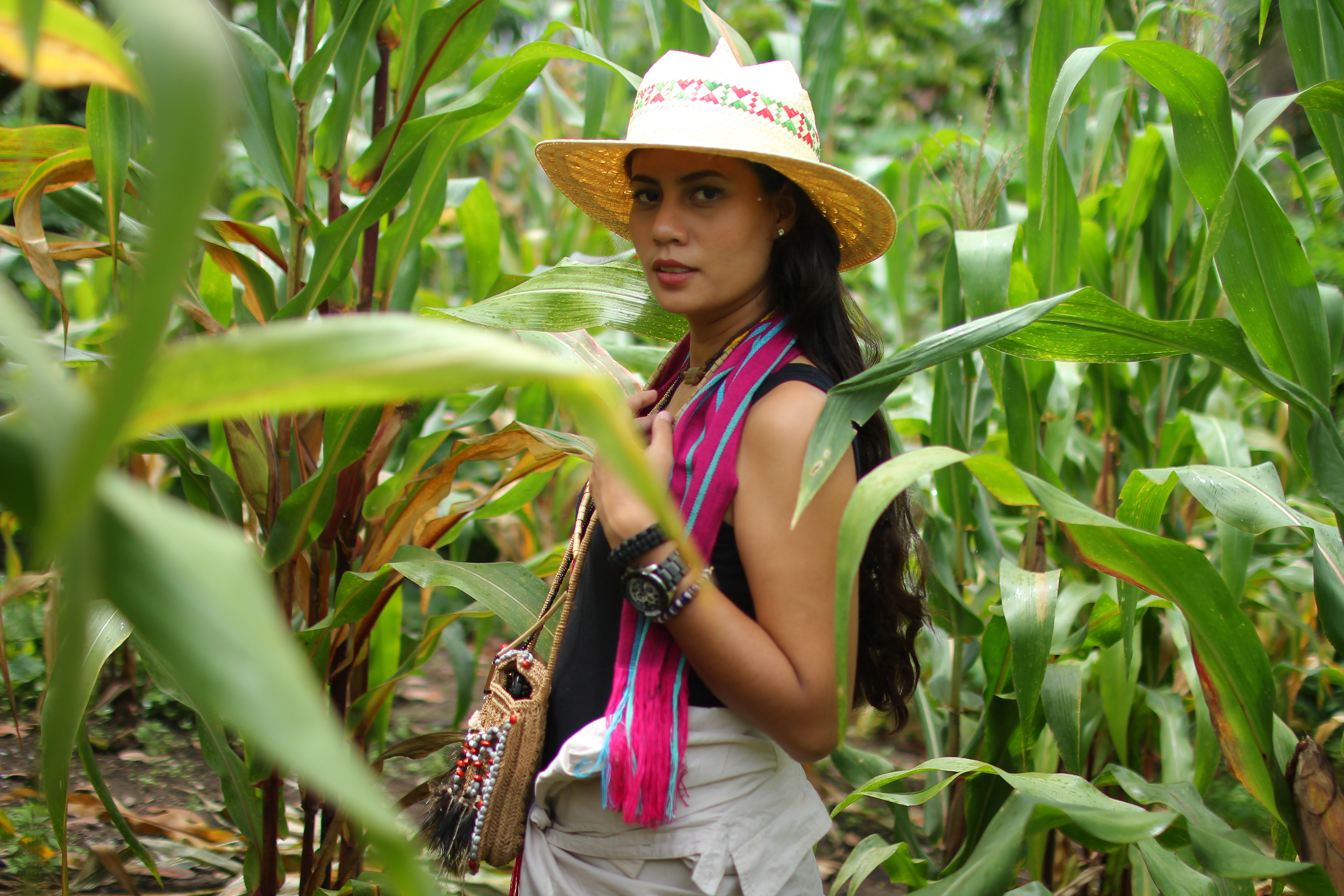 Corn field in Adonara Island. Photographed by Zebugh Abduljabar