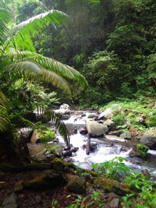 The natural river