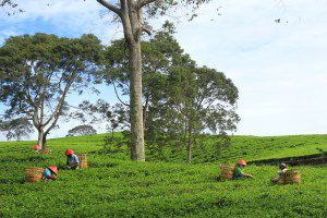 Tea Plantations