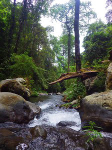 The River
