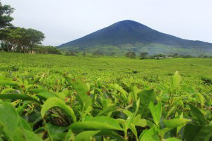 Tea Plantations